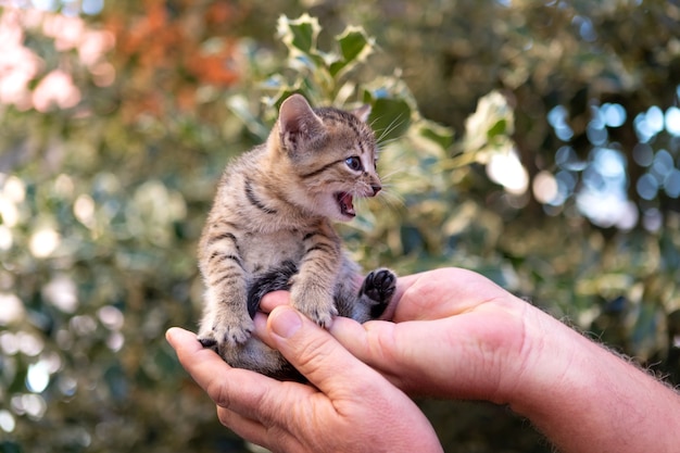 Mains tenant un chaton mignon dans le jardin