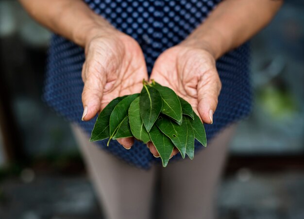 Mains tenant une feuille verte