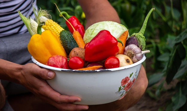 Mains tenant une grande assiette avec différents légumes frais de la ferme Récolte d'automne et concept d'aliments biologiques sains mise au point sélective