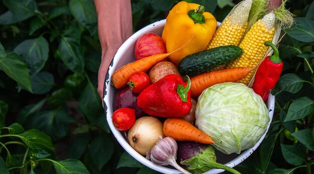 Mains tenant une grande assiette avec différents légumes frais de la ferme Récolte d'automne et concept d'aliments biologiques sains