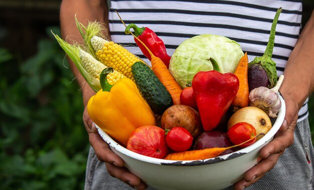 Mains tenant une grande assiette avec différents légumes frais de la ferme Récolte d'automne et concept d'aliments biologiques sains