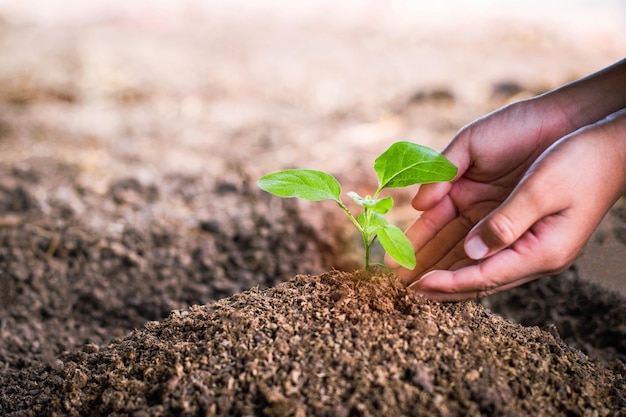 Mains tenant une jeune plante avec une nouvelle vie