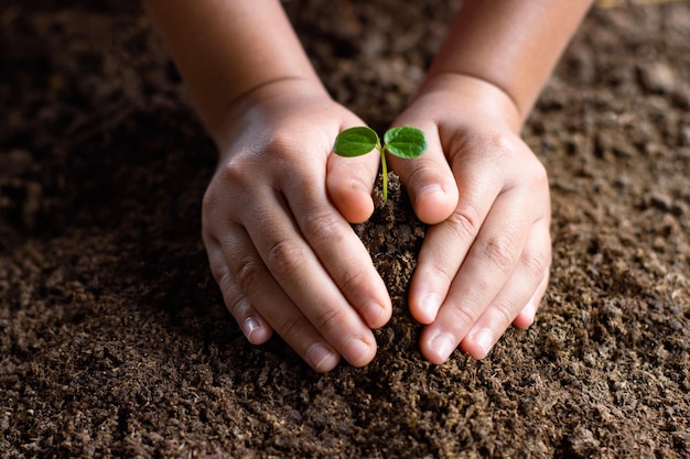 Mains tenant une jeune plante avec une nouvelle vie