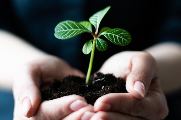 Mains tenant une jeune plante verte, sur fond noir.