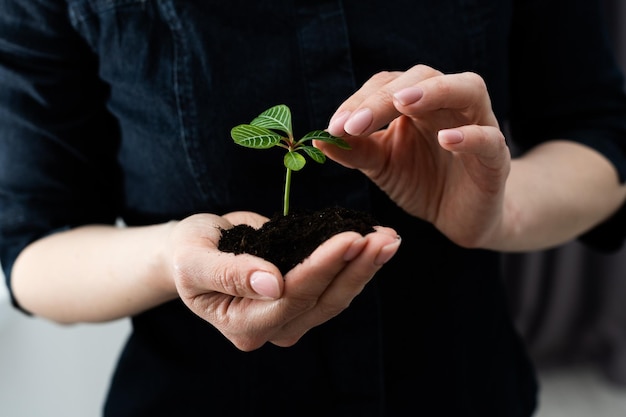 Mains tenant une jeune plante verte, sur fond noir.