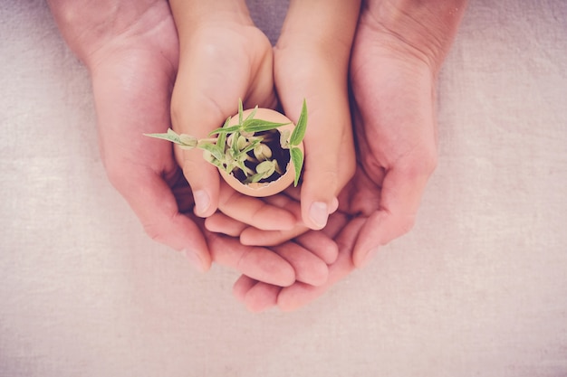 mains tenant des plants dans des coquilles d&#39;œufs, éco-jardinage