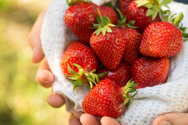 Mains tenant une poignée de fraises fraîches