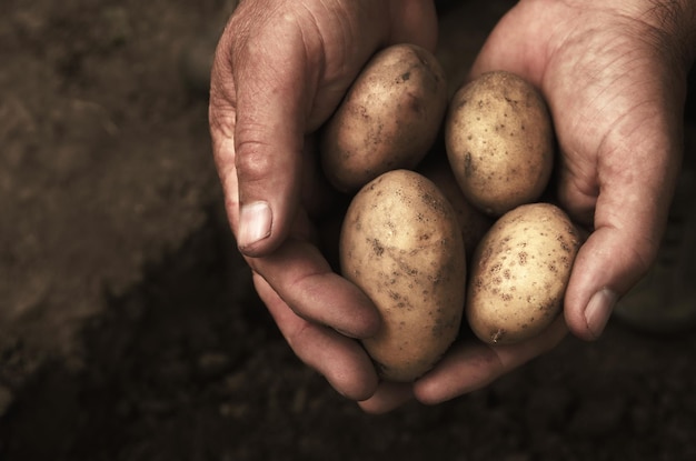 Mains tenant des pommes de terre fraîches juste creusées dans le sol