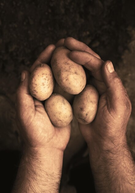 Mains tenant des pommes de terre fraîches juste creusées dans le sol