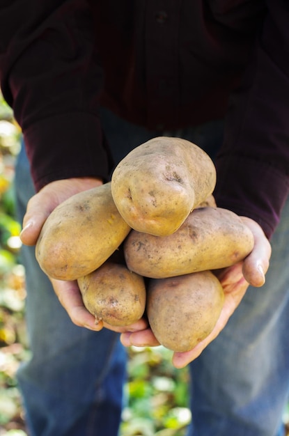 Mains tenant des pommes de terre fraîches juste creusées dans le sol