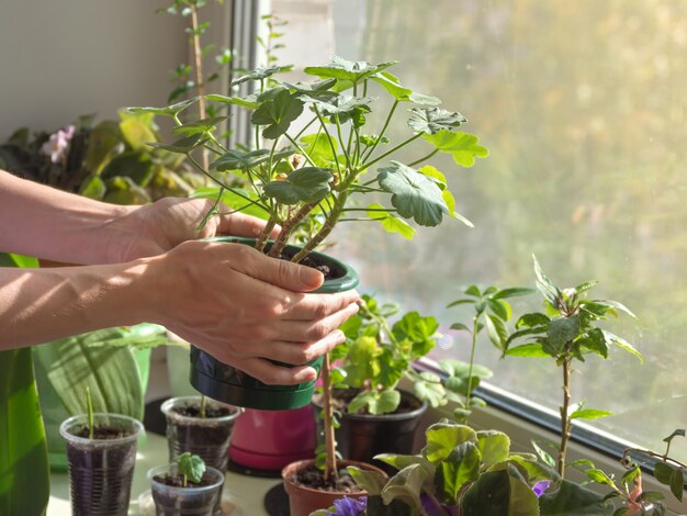 Mains tenant un pot avec une plante. Prendre soin des plantes d'intérieur. Femme prenant soin des plantes d'intérieur à l'intérieur.