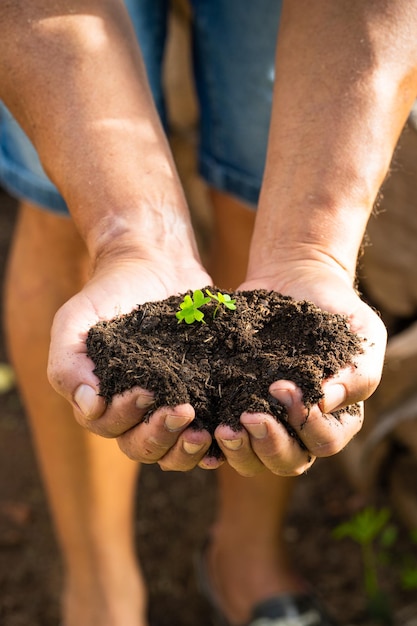 Mains tenant le reboisement des pousses d'arbres et le concept de protection de l'environnement