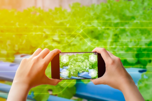 Photo des mains tenant un smartphone noir avec de la laitue de chêne verte dans une ferme avec une analyse d'écran virtuel