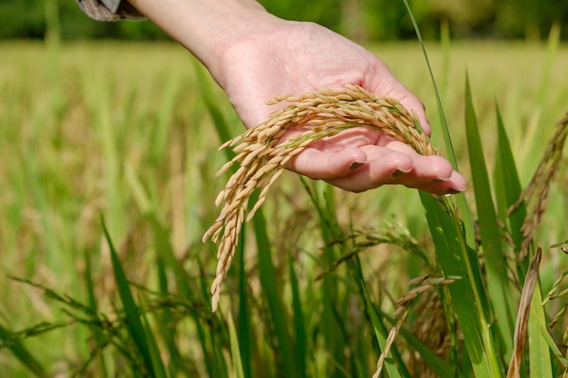 Mains tenant des tiges de riz doré prêtes à être récoltées sur le terrain