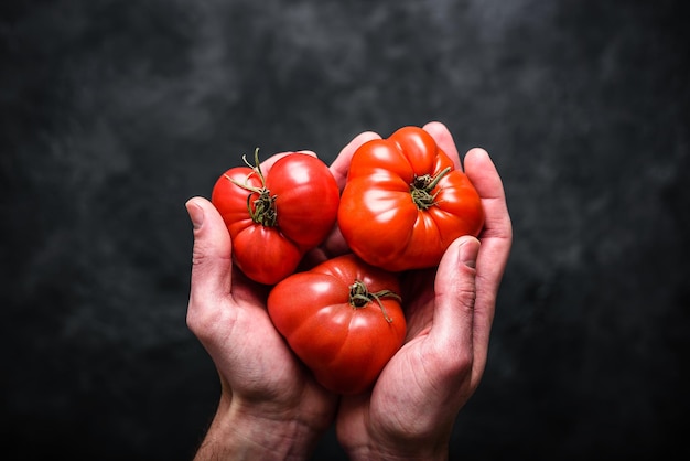 Mains tenant des tomates rouges fraîches