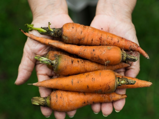 Les mains tiennent une carotte fraîche