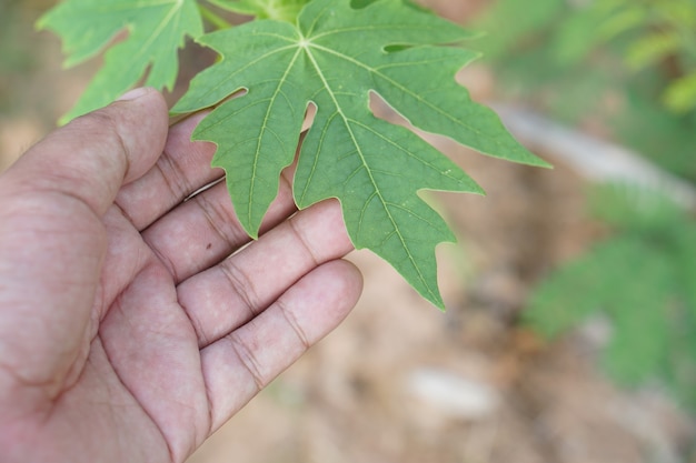 Les mains touchent les feuilles de papaye verte