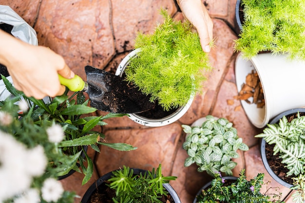 Mains transplantant une plante dans un nouveau pot à la maison