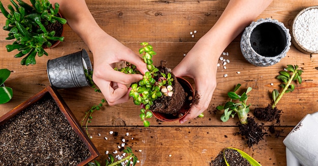 Les mains transplantent des plantes domestiques dans des pots, vue de dessus. Bannière de concept de soins succulents pour site Web. photo de haute qualité