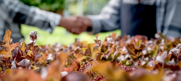 Les mains tremblent après que l'agriculteur ait récolté une salade de légumes biologiques, de la laitue de la ferme hydroponique aux clients.