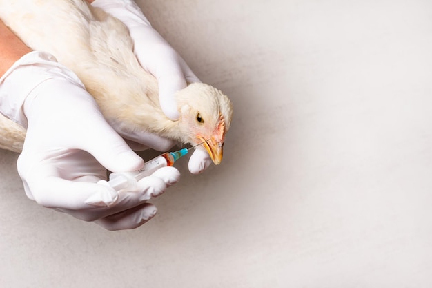 Mains de vétérinaire femelle en gants blancs avec une seringue et poulet Leghorn blanc sur fond gris avec espace de copie Traitement des poulets pour la bronchite infectieuse de la grippe aviaire bronchopneumonie