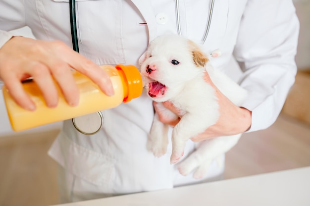 Mains d'un vétérinaire nourrissant un chiot mignon