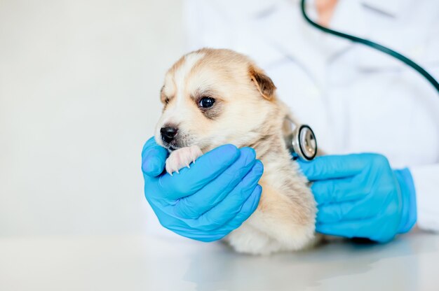 Mains d'un vétérinaire vérifiant un chiot mignon