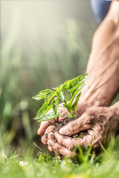 Mains d'un vieil homme tenant une paume pleine de terre et de semis juste avant de les mettre dans le sol. Vue de la bannière sur la durabilité exprimée par l'environnement vert et les semis en mains.