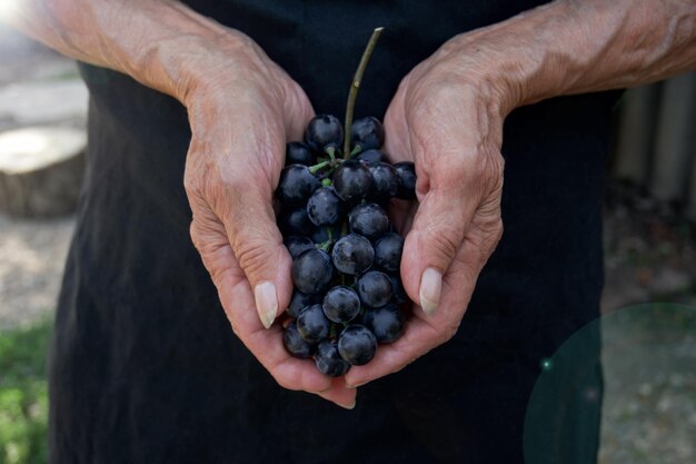 mains d'une vieille femme fermière gros plan qui détiennent des raisins mûrs bleus