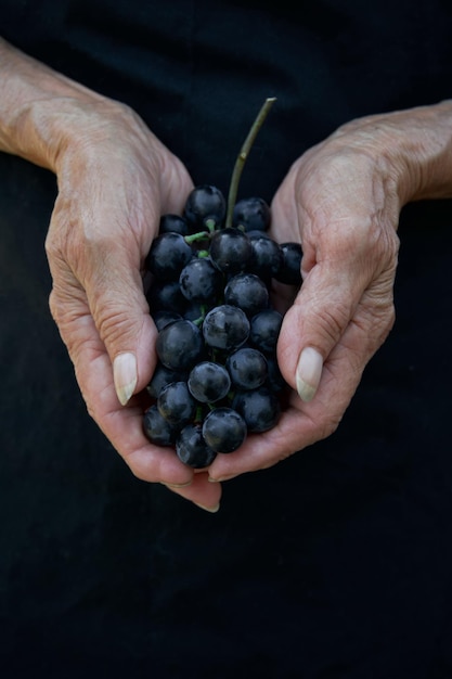 mains d'une vieille femme fermière gros plan qui détiennent des raisins mûrs bleus