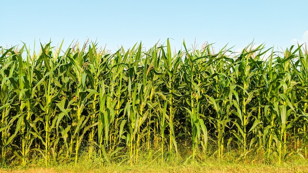 Maïs agricole en journée ensoleillée