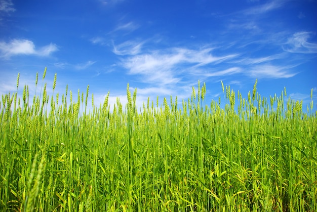 Maïs au début de l'été avec un fond de ciel bleu