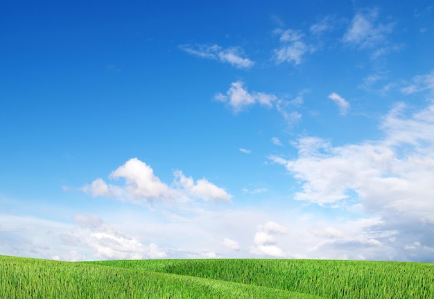 Maïs au début de l'été avec un fond de ciel bleu