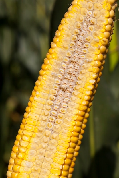 Maïs biologique naturel coupé avec un couteau en épi, gros plan de l'été sur le terrain