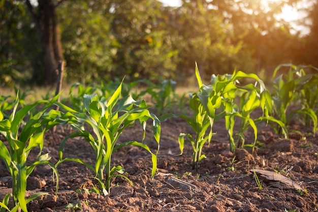 Maïs biologique planté dans le jardin avec la lumière du soleil du matin