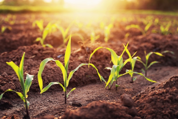 Le maïs cultivé dans les fermes des agriculteurs est en croissance. Il y a un léger soleil le soir.