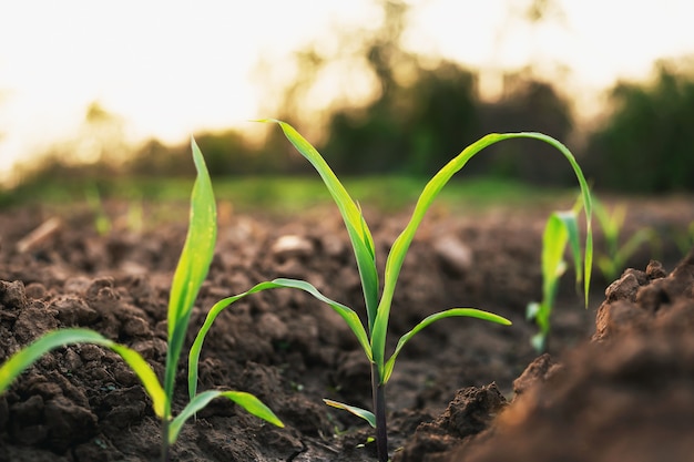 Le maïs cultivé dans les fermes des agriculteurs est en croissance. Il y a un léger soleil le soir.