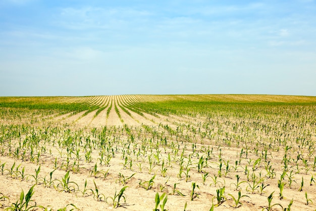 Maïs dans le domaine agricole