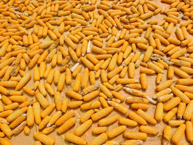 Maïs doux, également appelé maïs à sucre et maïs à rames. tas de tiges de maïs en toile de jute. récolte de maïs. cultiver.