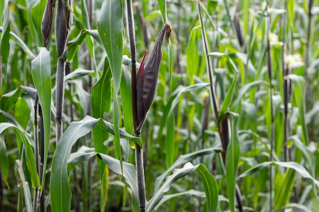 Maïs ou elote avant d'être cultivé dans un champ ou un champ au Mexique