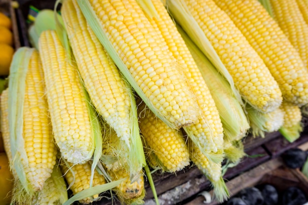 Maïs frais Maïs à vendre au marché de producteurs