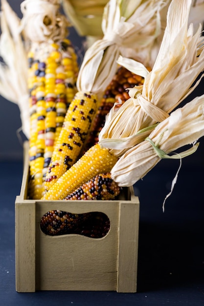 Maïs indien multicolore fait pour la décoration de Thanksgiving.
