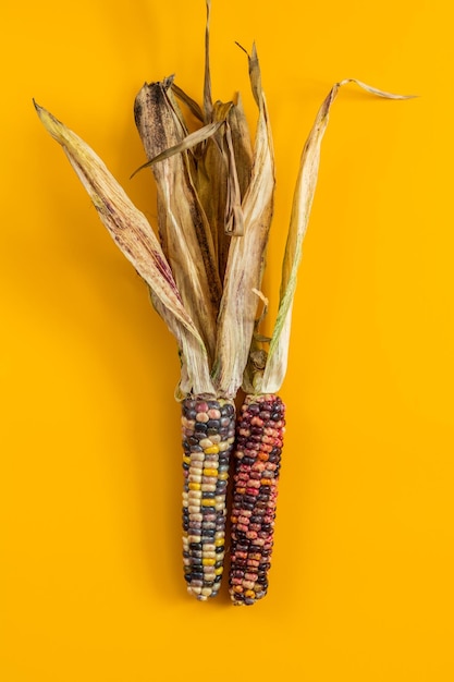 Maïs indien séché joyeux et coloré sur une surface jaune comme décoration pour la table de Thanksgiving Halloween et la saison d'automne