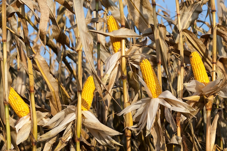 Photo maïs jaune mûr, qui a commencé à récolter à la fin de la période d'automne, gros plan, en épi il y a des taches noires de moisissure et de pourriture car il y avait une forte humidité