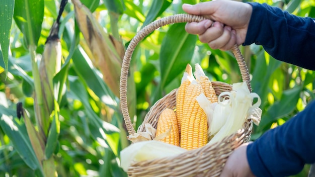 Maïs Maïs sucré dans le panier Maïs placé dans un panier Concept de récolte des agriculteurs