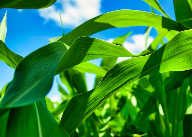 Maïs majestueux Un gros plan de feuilles de maïs vert vif contre un ciel bleu