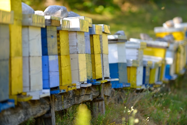 Photo la maison de l'abeille dans la nature