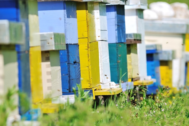 maison d'abeilles au pré avec des fleurs et de l'herbe verte fraîche au printemps