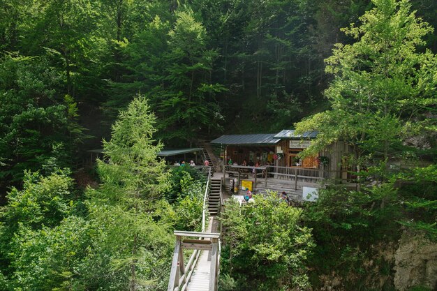 Maison au milieu des arbres et des plantes dans la forêt