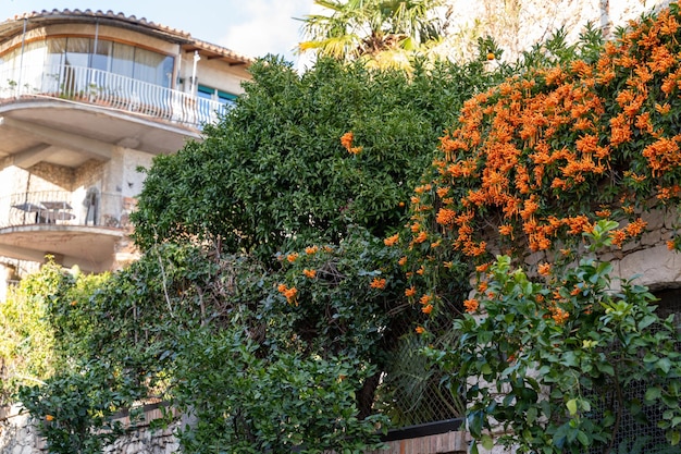 Une maison avec un balcon et un arbre avec des fleurs d'orange